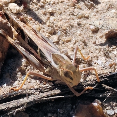 Unidentified Grasshopper (several families) at Glenroy, NSW - 16 Feb 2025 by KylieWaldon