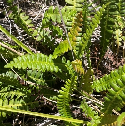 Blechnum penna-marina (Alpine Water Fern) at Rendezvous Creek, ACT - 15 Feb 2025 by JaneR