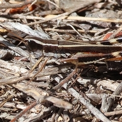 Macrotona australis (Common Macrotona Grasshopper) at Glenroy, NSW - 16 Feb 2025 by KylieWaldon