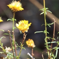 Xerochrysum viscosum (Sticky Everlasting) at Glenroy, NSW - 16 Feb 2025 by KylieWaldon