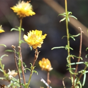 Xerochrysum viscosum at Glenroy, NSW - 16 Feb 2025 10:07 AM