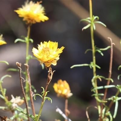 Xerochrysum viscosum (Sticky Everlasting) at Glenroy, NSW - 16 Feb 2025 by KylieWaldon