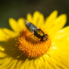 Odontomyia decipiens (Green Soldier Fly) at Acton, ACT - 16 Feb 2025 by KarinNeufeld