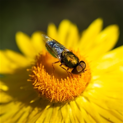 Odontomyia decipiens (Green Soldier Fly) at Acton, ACT - 16 Feb 2025 by KarinNeufeld