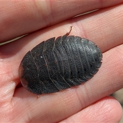 Laxta sp. (genus) (Bark cockroach) at Tumorrama, NSW - 15 Feb 2025 by RomanSoroka