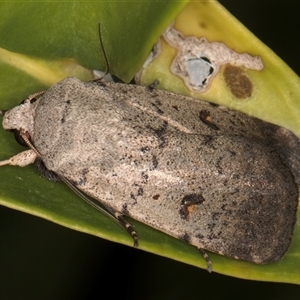 Proteuxoa tibiata at Melba, ACT - 7 Feb 2025 12:04 AM