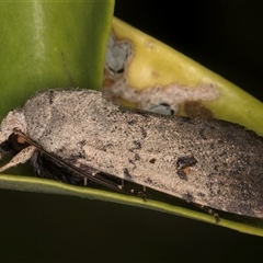 Proteuxoa tibiata at Melba, ACT - 7 Feb 2025 12:04 AM