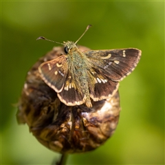 Dispar compacta (Barred Skipper) at Acton, ACT - 15 Feb 2025 by KarinNeufeld