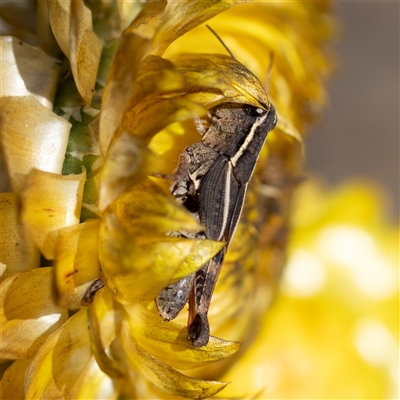 Phaulacridium vittatum (Wingless Grasshopper) at Acton, ACT - 15 Feb 2025 by KarinNeufeld