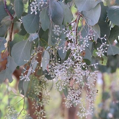 Eucalyptus polyanthemos at Glenroy, NSW - 16 Feb 2025 by KylieWaldon