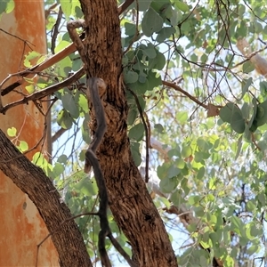 Eucalyptus polyanthemos at Glenroy, NSW - 16 Feb 2025 10:09 AM