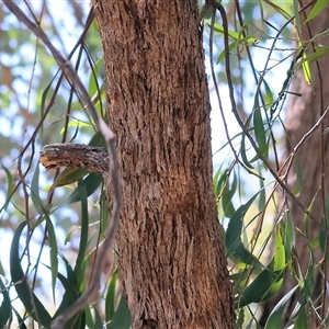 Eucalyptus polyanthemos at Glenroy, NSW - 16 Feb 2025 10:09 AM