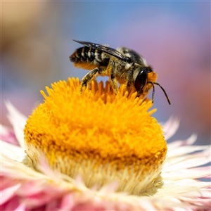 Megachile (Eutricharaea) maculariformis at Acton, ACT - 15 Feb 2025 09:00 AM