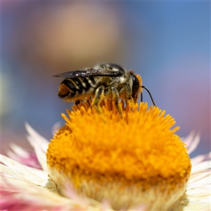 Megachile (Eutricharaea) maculariformis at Acton, ACT - 15 Feb 2025 09:00 AM