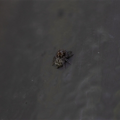 Salticidae (family) (Jumping spider) at Acton, ACT - Yesterday by KarinNeufeld