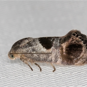 Eupselia beatella at Melba, ACT - 7 Feb 2025 12:06 AM