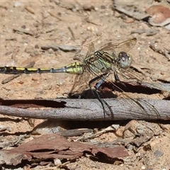 Orthetrum caledonicum (Blue Skimmer) at Glenroy, NSW - 16 Feb 2025 by KylieWaldon