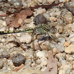 Orthetrum caledonicum at Glenroy, NSW - 16 Feb 2025 10:16 AM