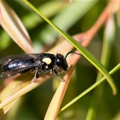 Leioproctus (Leioproctus) irroratus (Yellow-shouldered Bee) at Acton, ACT - 15 Feb 2025 by KarinNeufeld