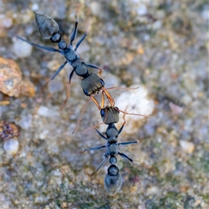 Myrmecia sp., pilosula-group (Jack jumper) at Acton, ACT - 15 Feb 2025 by KarinNeufeld