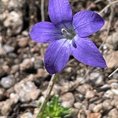 Wahlenbergia gloriosa (Royal Bluebell) at Rendezvous Creek, ACT - 15 Feb 2025 by JaneR