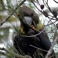 Calyptorhynchus lathami lathami (Glossy Black-Cockatoo) at Buxton, NSW - 2 Apr 2020 by GITM3