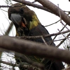 Calyptorhynchus lathami lathami at Buxton, NSW - suppressed