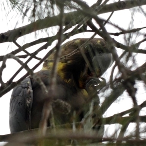 Calyptorhynchus lathami lathami at Buxton, NSW - suppressed