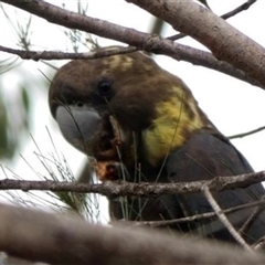 Calyptorhynchus lathami lathami at Buxton, NSW - suppressed