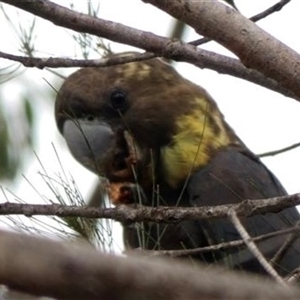 Calyptorhynchus lathami lathami at Buxton, NSW - suppressed