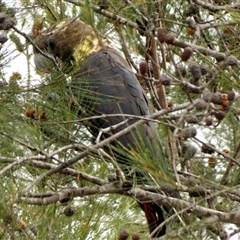 Calyptorhynchus lathami lathami at Buxton, NSW - suppressed