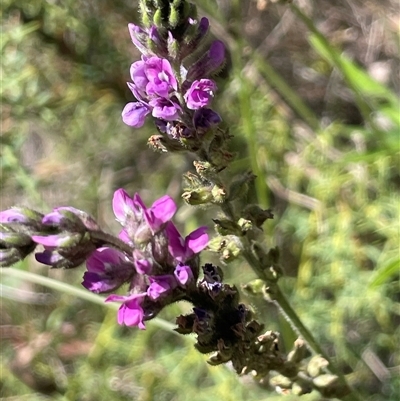 Cullen microcephalum (Dusky Scurf-pea) at Rendezvous Creek, ACT - 15 Feb 2025 by JaneR