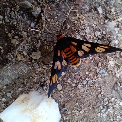 Amata nigriceps (A Handmaiden moth) at Long Beach, NSW - 16 Feb 2025 by HelenJ