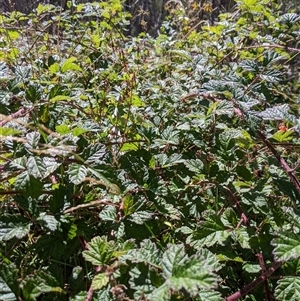 Rubus parvifolius (Native Raspberry) at Cotter River, ACT - 16 Feb 2025 by KarelMokany