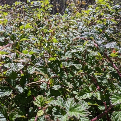 Rubus parvifolius (Native Raspberry) at Cotter River, ACT - 16 Feb 2025 by KarelMokany