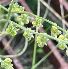 Hackelia suaveolens (Sweet Hounds Tongue) at Rendezvous Creek, ACT - 15 Feb 2025 by JaneR