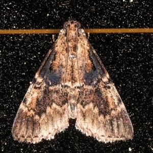 Orthaga thyrisalis at Melba, ACT - 7 Feb 2025 12:08 AM