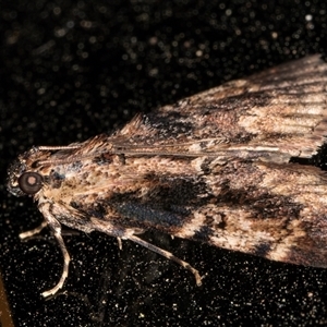 Orthaga thyrisalis at Melba, ACT - 7 Feb 2025 12:08 AM