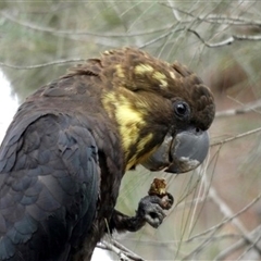 Calyptorhynchus lathami lathami (Glossy Black-Cockatoo) at Buxton, NSW - 19 Sep 2019 by GITM3