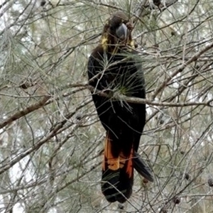 Calyptorhynchus lathami lathami at Buxton, NSW - suppressed