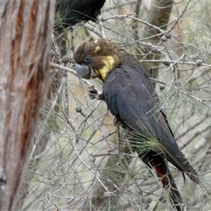 Calyptorhynchus lathami lathami at Buxton, NSW - suppressed
