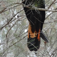 Calyptorhynchus lathami lathami at Buxton, NSW - suppressed