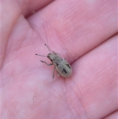 Eurymetopus birabeni (Weevil) at Bungendore, NSW by clarehoneydove