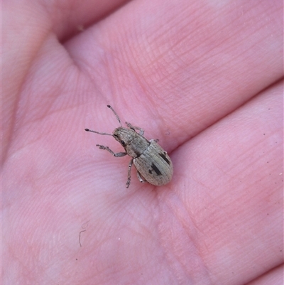 Eurymetopus birabeni (Weevil) at Bungendore, NSW by clarehoneydove