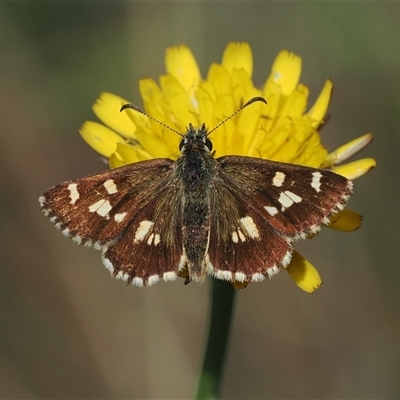 Anisynta monticolae (Montane grass-skipper) at Cotter River, ACT - 12 Feb 2025 by RAllen