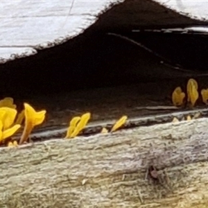 Dacryopinax spathularia at Copmanhurst, NSW - suppressed