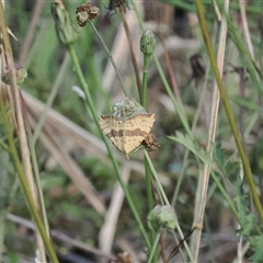 Chrysolarentia polyxantha (Yellow Carpet Moth) at Cotter River, ACT - 12 Feb 2025 by RAllen