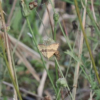 Chrysolarentia polyxantha (Yellow Carpet Moth) at Cotter River, ACT - 12 Feb 2025 by RAllen