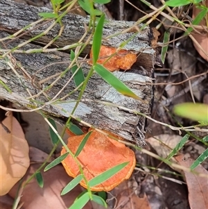 Trametes coccinea at Copmanhurst, NSW - suppressed