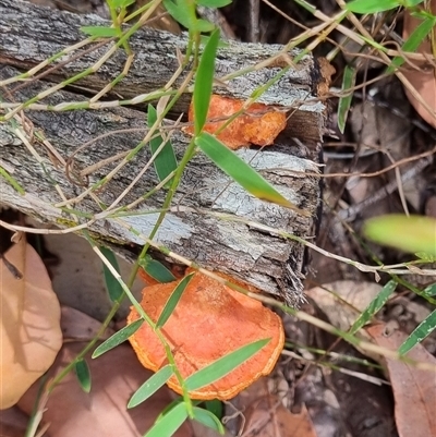 Trametes coccinea (Scarlet Bracket) at Copmanhurst, NSW - 22 Oct 2024 by MazzV